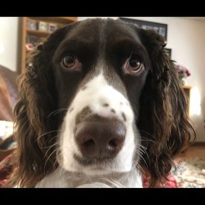 Meet your Posher, Lester